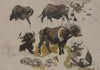 Buffalos and cattle