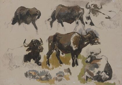 Buffalos and cattle
