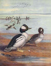 Buffle-Headed Duck