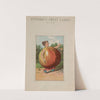Bufford&#8217;s fruit cards, no. 779-4 [apple] (1887) by John H. Bufford'''s &amp; Sons