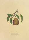 Buffum Pear (1872)