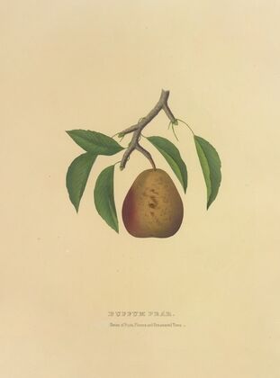 Buffum Pear (1872)