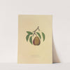 Buffum Pear (1872) by Dellon Marcus Dewey