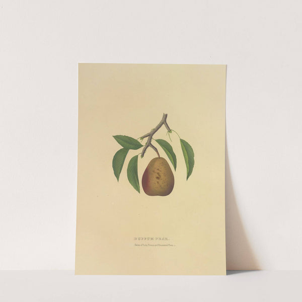 Buffum Pear (1872) by Dellon Marcus Dewey