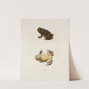 Bufo cognatus by John Edwards Holbrook