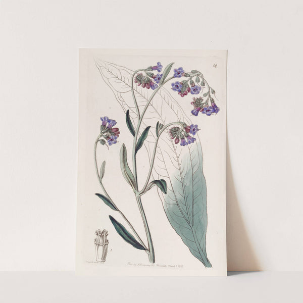 Bugloss-flowered Houndstongue by Sydenham Edwards