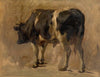 Bull