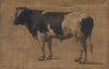 Bull