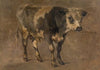 Bull