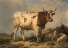 Bull