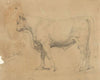 Bull
