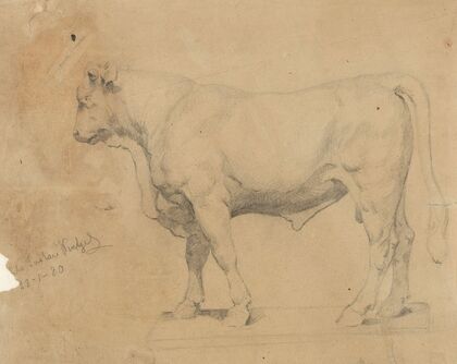 Bull