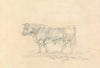 Bull