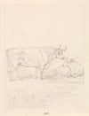 Bull and Cow