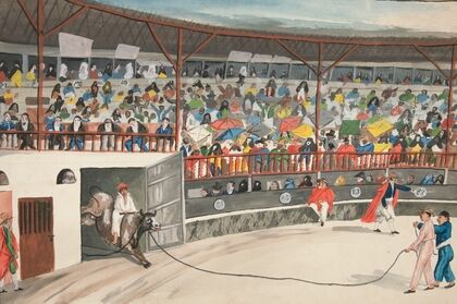 Bull Fight