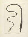 Bull Whip