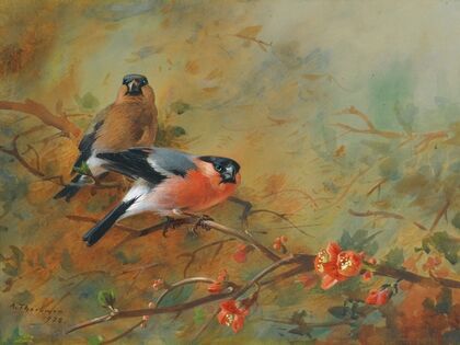 Bullfinches And Pyrus Japonica (1928)