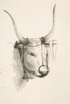Bull’s Head