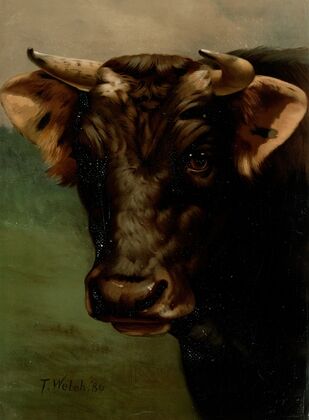 Bull’s head
