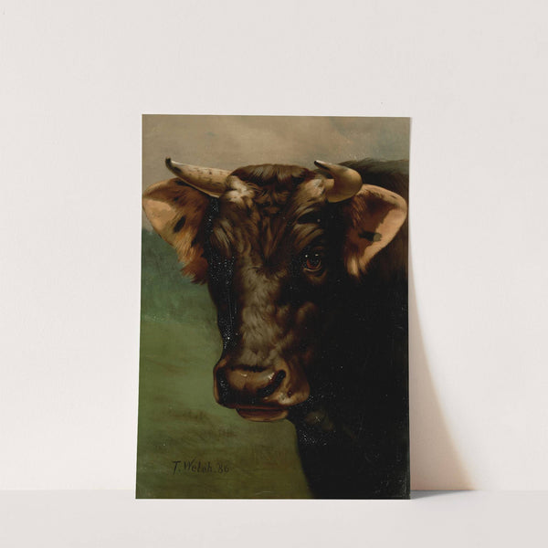 Bull&#039;s head by Thaddeus Welch