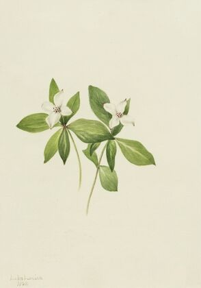 Penstemon (Penstimon fruiticosus) (1903)