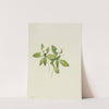 Bunchberry (Cornus canadensis) (1902) by Mary Vaux Walcott