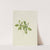 Bunchberry (Cornus canadensis) (1902) by Mary Vaux Walcott