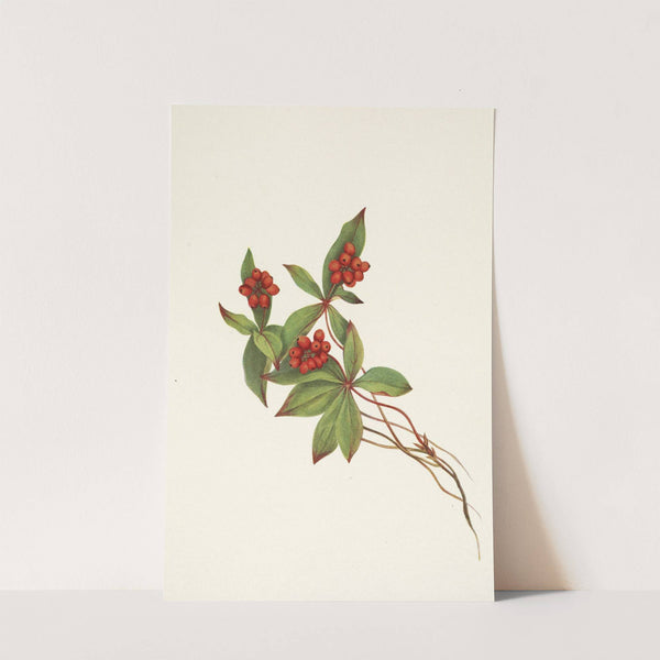 Bunchberry (fruit). Cornus canadensis (1925) by Mary Vaux Walcott