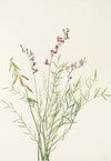 Burgess Milkvetch. (Astragalus bourgovii) (1925)