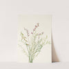 Burgess Milkvetch. (Astragalus bourgovii) (1925) by Mary Vaux Walcott