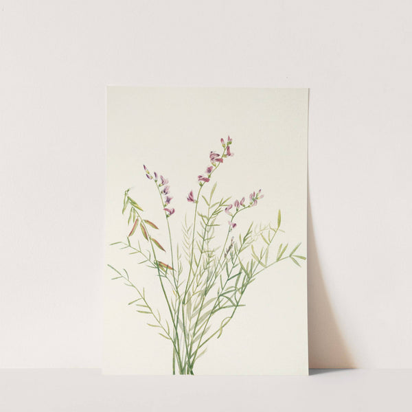 Burgess Milkvetch. (Astragalus bourgovii) (1925) by Mary Vaux Walcott