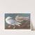 Burgomaster gull by John James Audubon