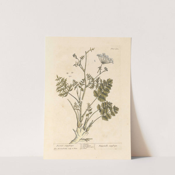 Burnet saxifrage by Elizabeth Blackwell