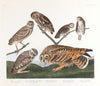 Burrowing owl. Large-headed burrowing owl. Little night owl. Columbian owl. Short-eared owl