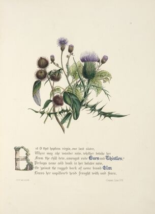 Burrs and thistles, elm
