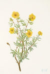 Bush Cinquefoil. (Potentilia fruticosa) (1925)