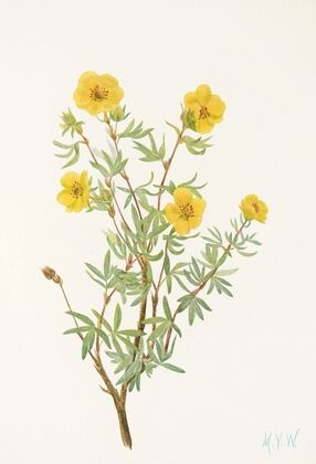 Bush Cinquefoil. (Potentilia fruticosa) (1925)