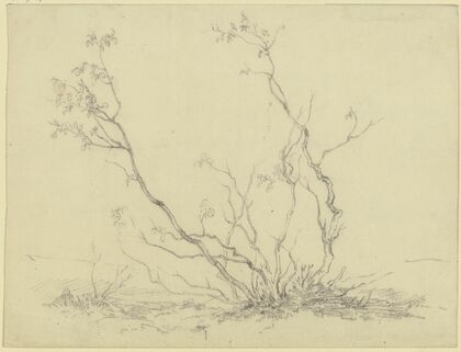 Bush