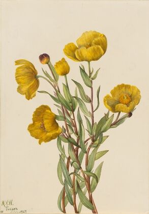 Bushpoppy (Dendromecon rigidum) (1927)