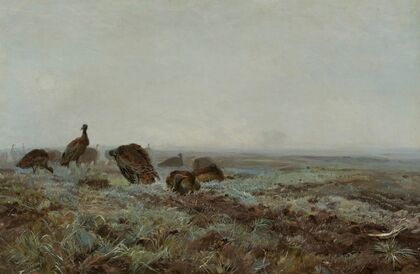 Bustards