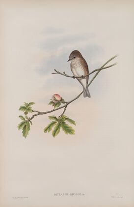 Butalis grisola. Spotted Flycatcher (1862-1873)