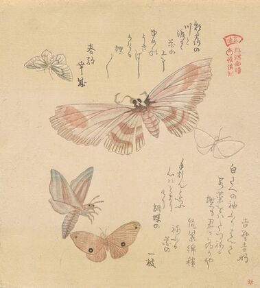 Butterflies and moths, from the series A Flock of Butterflies (Gunchō Gafu)