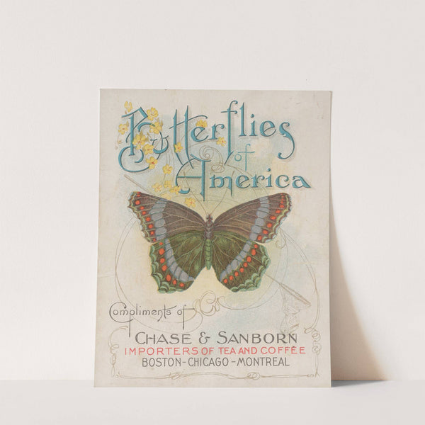 Butterflies of America Pl.1 (1900) by Chase &amp; Sanborn