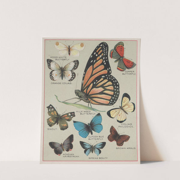 Butterflies of America Pl.2 (1900) by Chase &amp; Sanborn