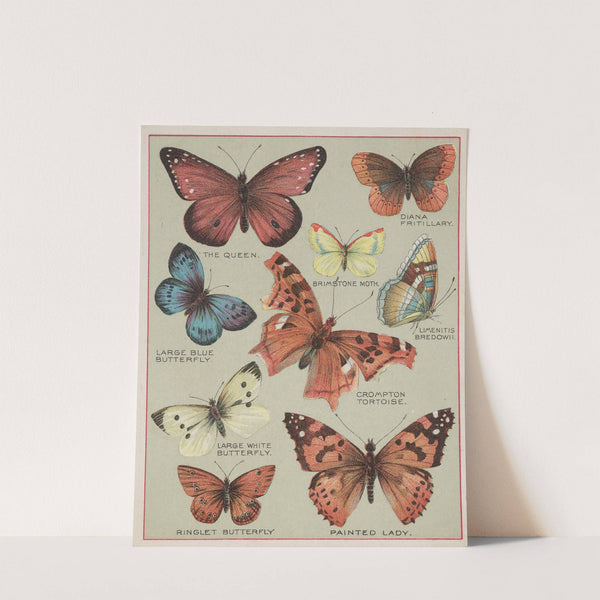 Butterflies of America Pl.3 (1900) by Chase &amp; Sanborn
