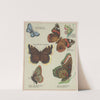 Butterflies of America Pl.4 (1900) by Chase &amp; Sanborn