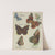 Butterflies of America Pl.4 (1900) by Chase &amp; Sanborn