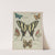 Butterflies of America Pl.5 (1900) by Chase &amp; Sanborn