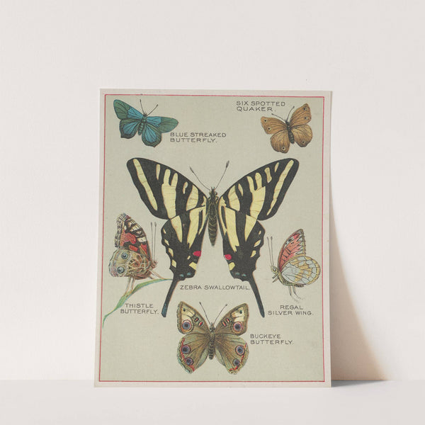 Butterflies of America Pl.5 (1900) by Chase &amp; Sanborn