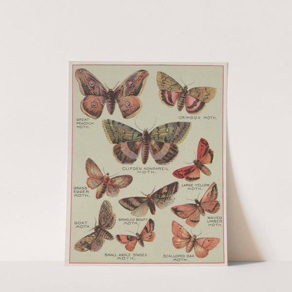 Butterflies of America Pl.6 (1900) by Chase &amp; Sanborn